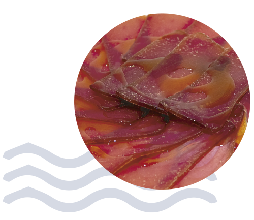 Marca especializada en salazones